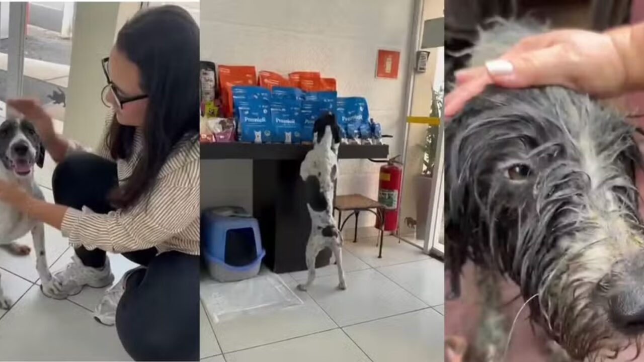 Cachorra desaparecida há 11 dias é resgatada dentro do Rio Pinheiros, em SP