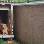 Cachorra ganha ventilador movido a energia solar para driblar o forte calor de Manaus