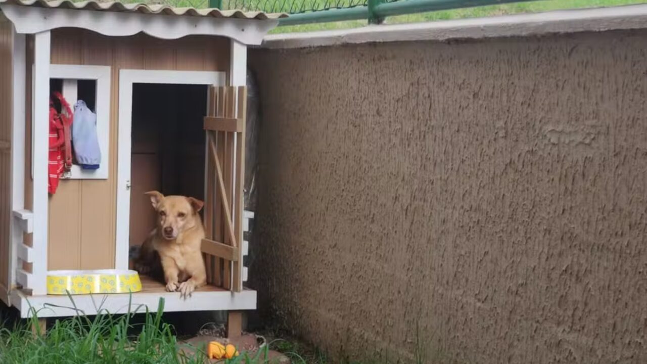 Cachorra ganha ventilador movido a energia solar para driblar o forte calor de Manaus