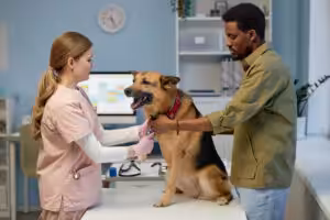 Cachorro Pastor Alemão em atendimento veterinário