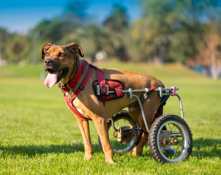 Oficina em SP destaca inclusão e adoção de pets com deficiência neste fim de semana