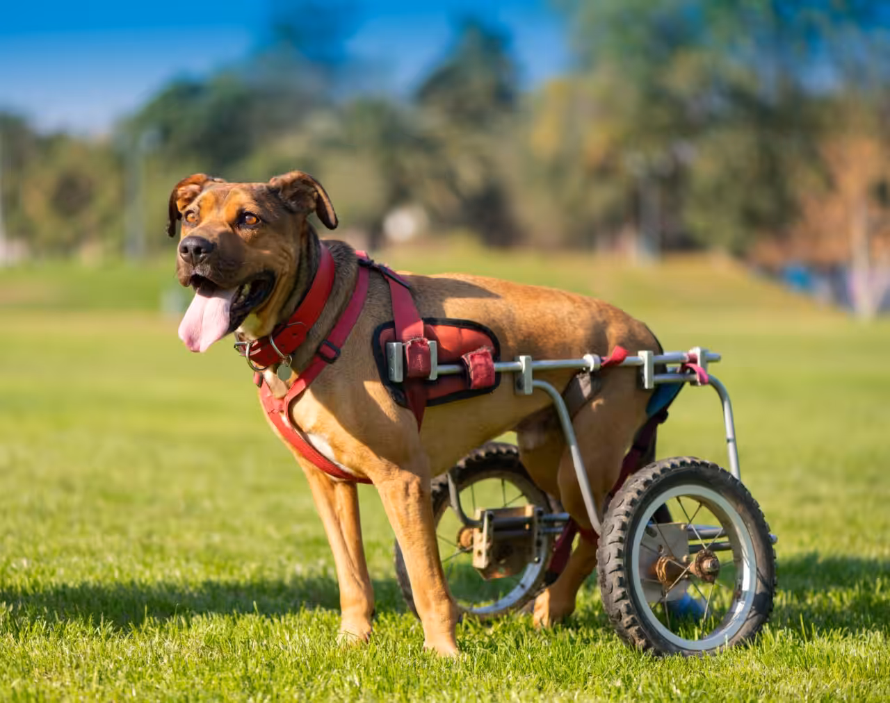 Oficina em SP destaca inclusão e adoção de pets com deficiência neste fim de semana