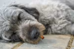 Será que meu pet engoliu um objeto estranho? Veja sinais!