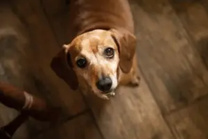 Cachorro carne