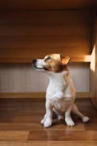 Por que os cães esfregam o bumbum no chão? Entenda quando é normal