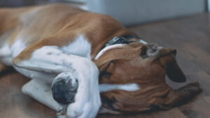 Quando o sistema imune ataca as articulações