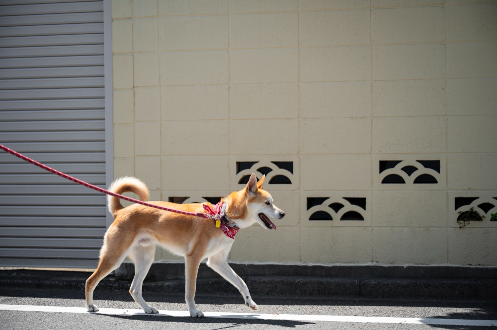 Cão com fita amarela na coleira: o que significa?