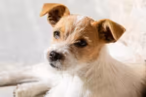 Protetor solar é essencial para a saúde da pele de cães e gatos