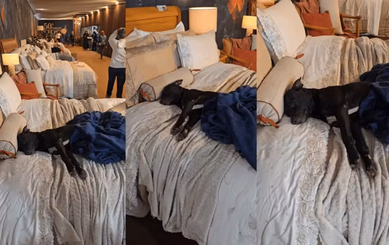Cachorro de rua escolhe cama em feira e acaba adotado por expositor em Ibitinga (SP)