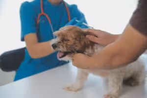 Cachorro no veterinário tomando injeção 