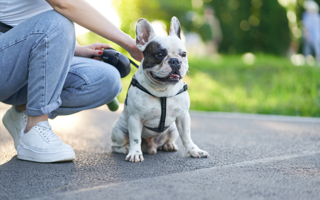 Médica-veterinária explica como o antibiótico ajuda a combater infecções e garantir a saúde dos cães