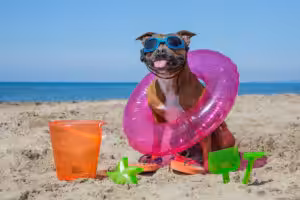 Viajar com cães para a praia exige planejamento e atenção