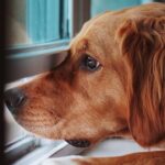 Cachorro sozinho em casa? Especialista ensina como evitar a ansiedade de separação