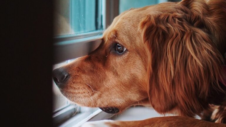 Cachorro sozinho em casa? Especialista ensina como evitar a ansiedade de separação