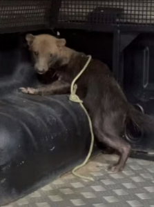 Cachorro-vinagre