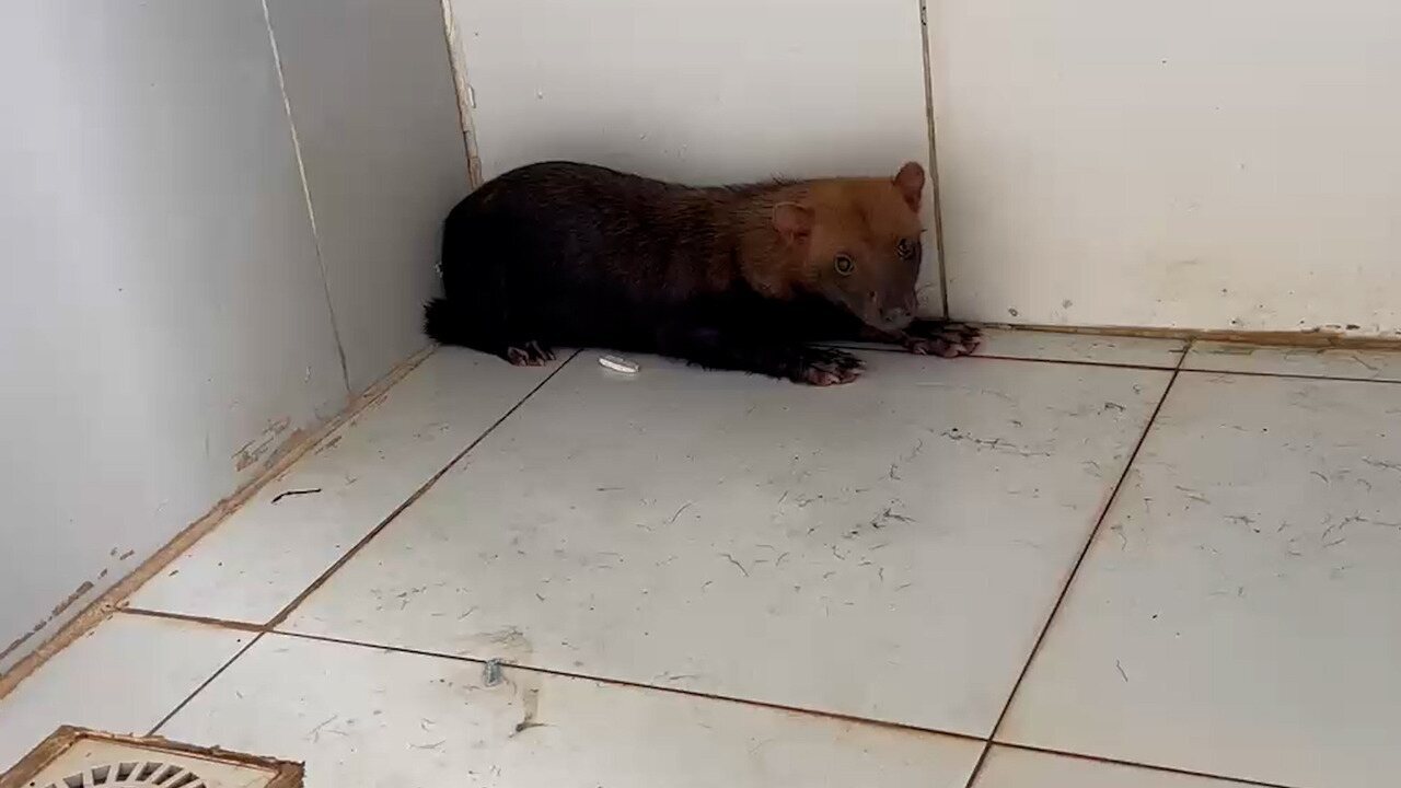 Cachorro-vinagre ameaçado de extinção é resgatado por PMs no interior do Maranhão