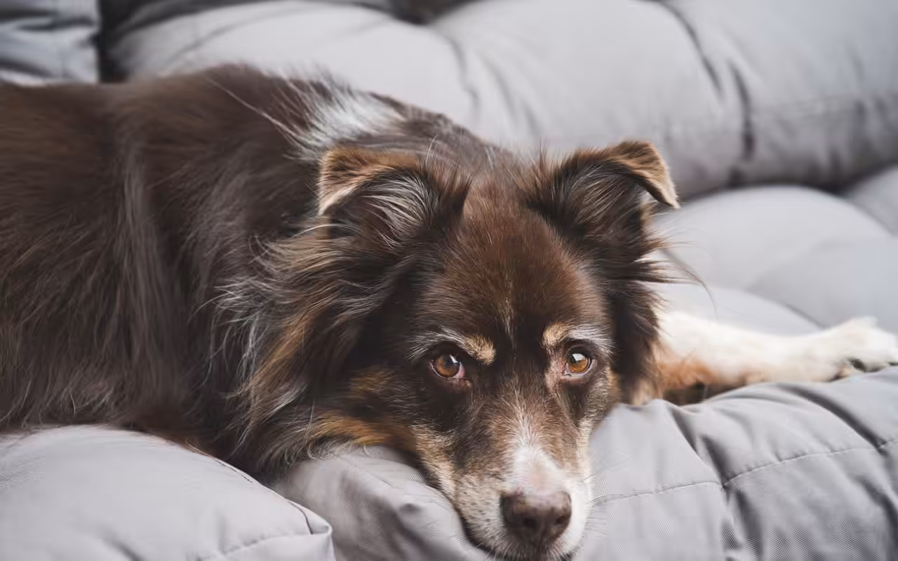 Campanha alerta sobre a síndrome cardiorrenal em cães e gatos e promove diagnóstico precoce