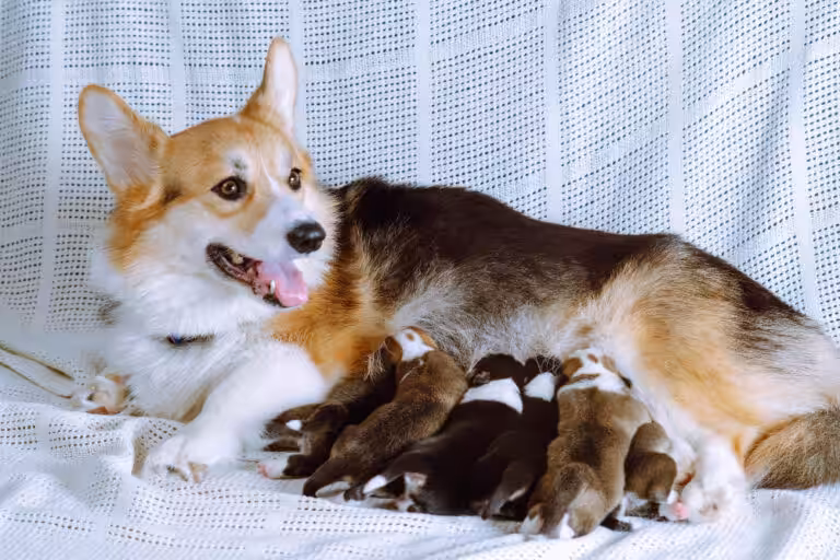 Aleitamento materno previne infecções e reduz risco da tríade neonatal em pets