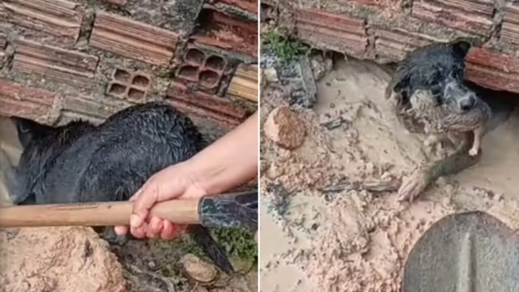 Cadela enfrenta alagamento e salva filhotes presos sob casa em Manaus
