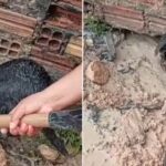 Cadela enfrenta alagamento e salva filhotes presos sob casa em Manaus