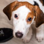Cães e gatos reconhecem o próprio nome Entenda como eles aprendem