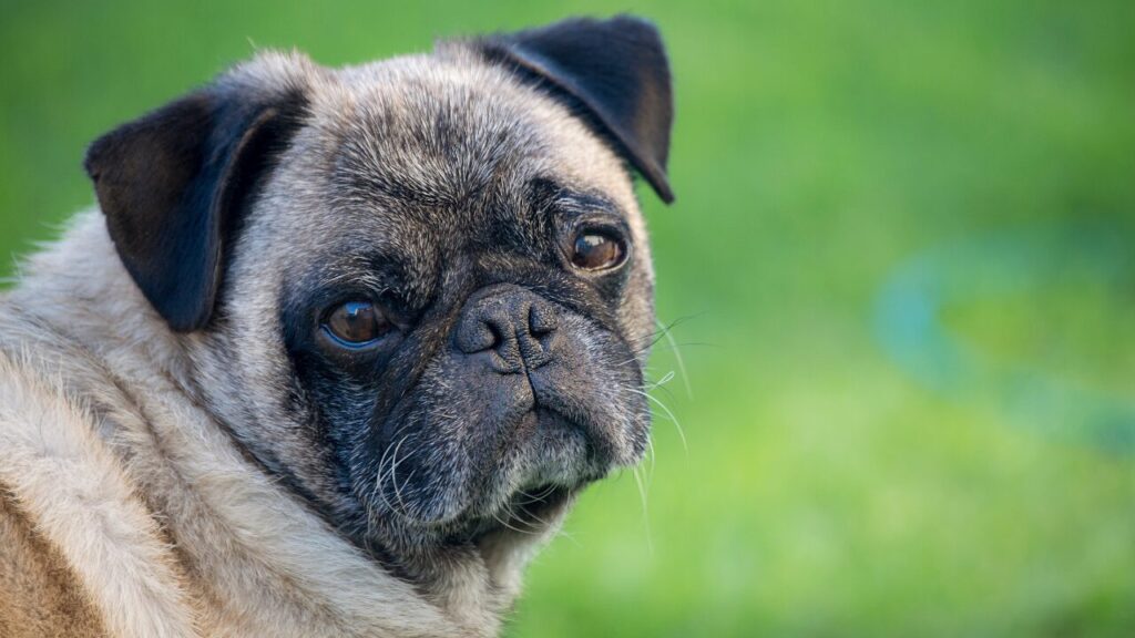Cães estão vivendo mais e a longevidade deve mudar os cuidados com a saúde