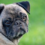 Cães estão vivendo mais e a longevidade deve mudar os cuidados com a saúde