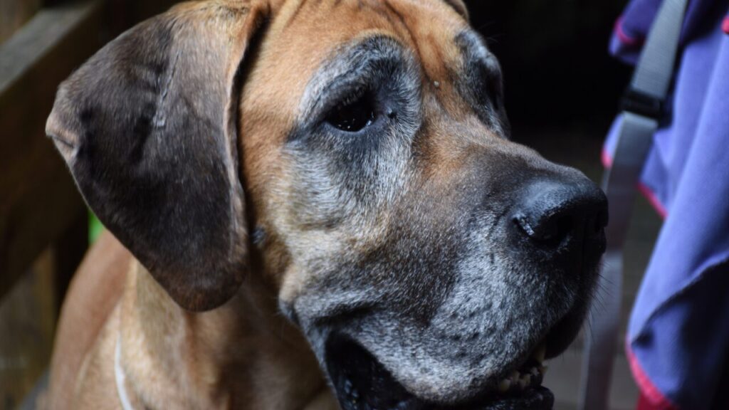 Cães idosos: os mitos e as verdades que cercam a adoção