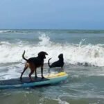 Cães resgatados das ruas aprendem a surfar e viram atração no litoral paulista