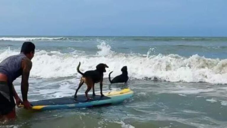 Cães resgatados das ruas aprendem a surfar e viram atração no litoral paulista