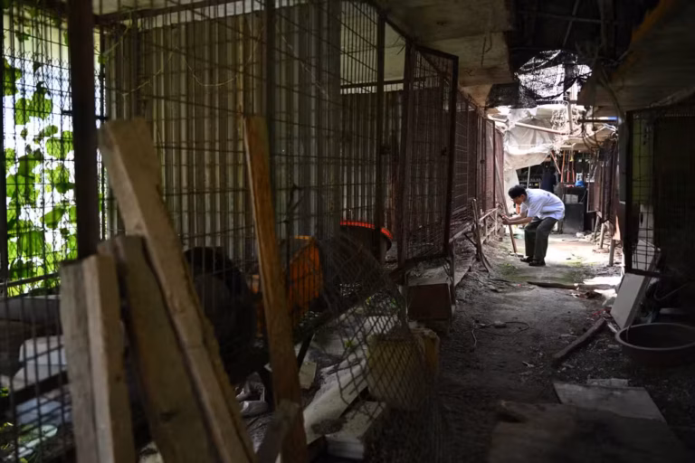 Cães somem na Coreia do Sul antes de proibição da carne canina