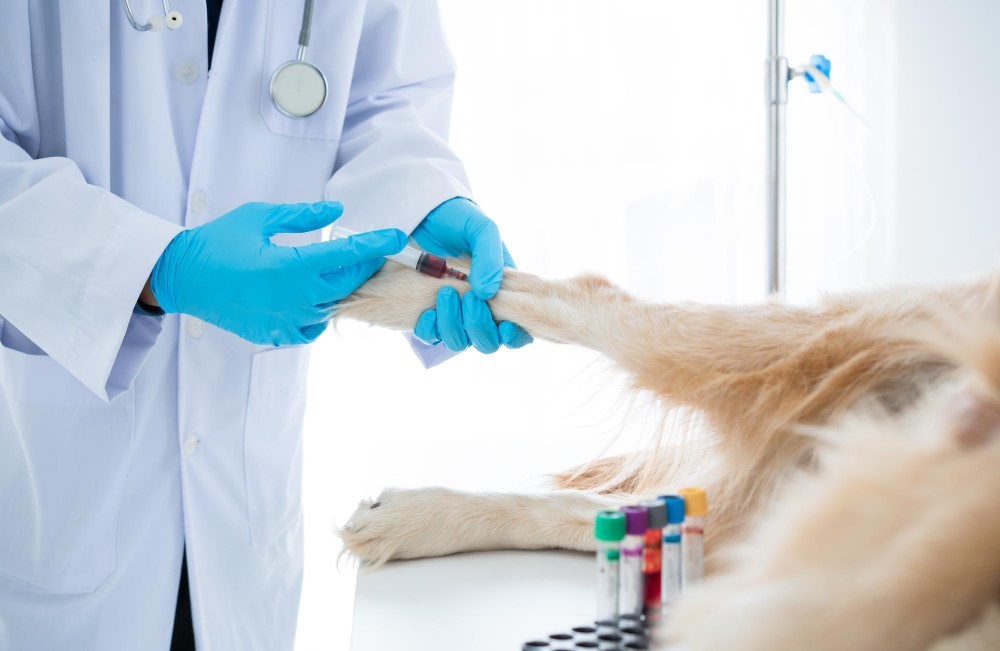 Qualidade nos exames: o que impacta a segurança do diagnóstico veterinário