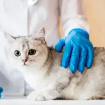Nos bastidores dos exames veterinários: o que sustenta resultados confiáveis