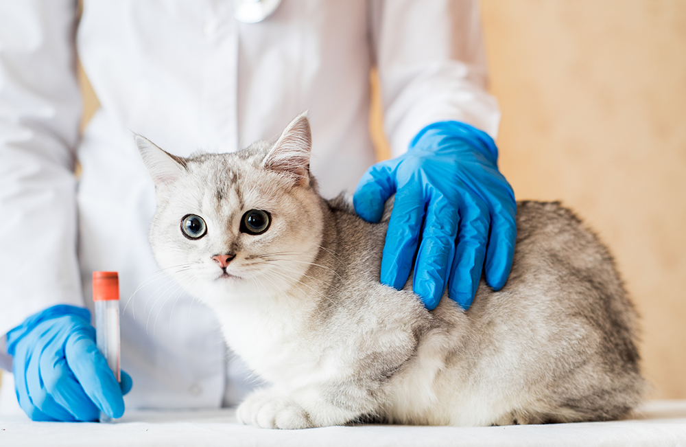 Nos bastidores dos exames veterinários: o que sustenta resultados confiáveis