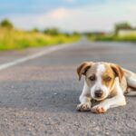 Câmara aprova suspensão da CNH para quem abandonar animais usando veículos