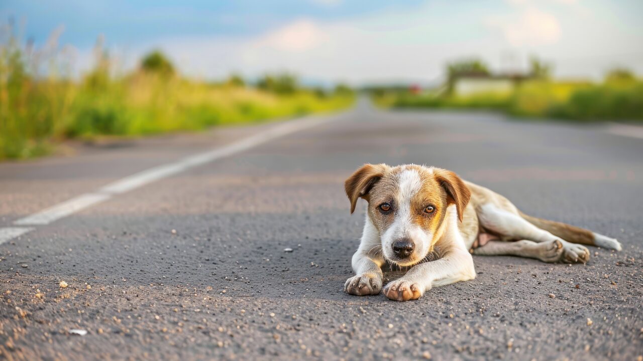 Câmara aprova suspensão da CNH para quem abandonar animais usando veículos