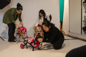 Calendário 2026 traz visibilidade para animais com deficiências