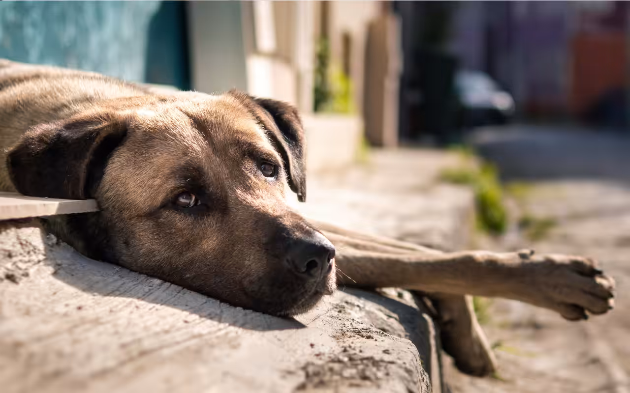 Tecnologia com inteligência artificial mapeia abandono de animais e auxilia cidades a soluciona-los