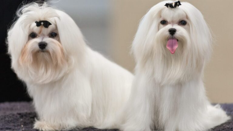 Cão branco ou albino Entenda a diferença com a cachorrinha que faz sucesso na TV