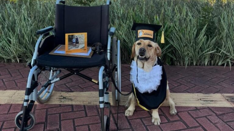 Cão de assistência à mobilidade transforma a rotina de cadeirante no interior de São Paulo