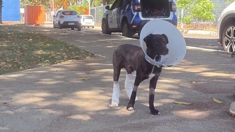 Cão resgatado em incêndio criminoso no DF teve 55% do corpo queimado e perdeu olho