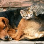 Eles não têm pedigree, mas transformam vidas: o verdadeiro significado do Dia do Vira-Lata