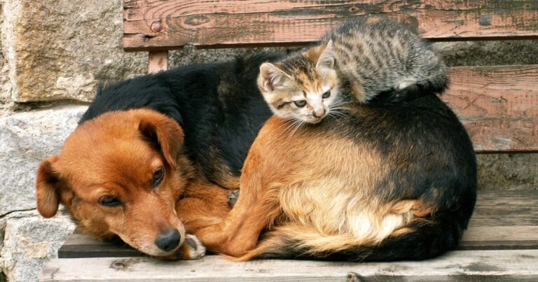 Eles não têm pedigree, mas transformam vidas: o verdadeiro significado do Dia do Vira-Lata