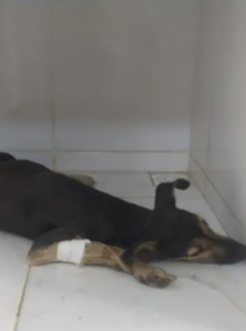 cães mortos