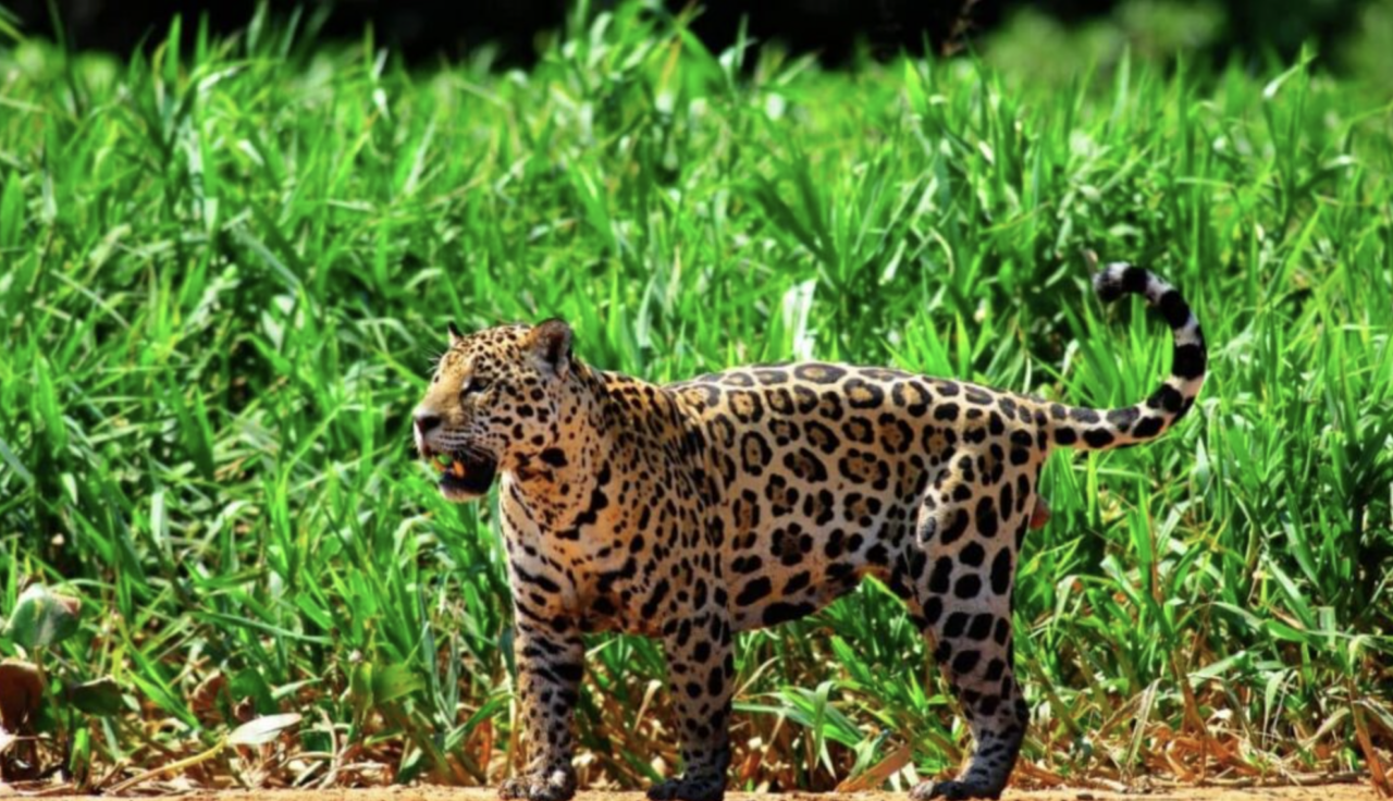 Proteção da fauna em rodovias ainda enfrenta desafios no Brasil