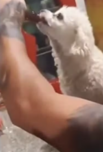 cachorro bebendo cerveja