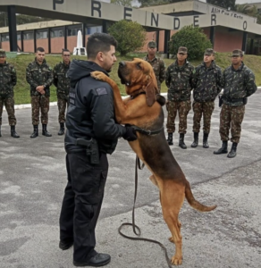 cães policiais