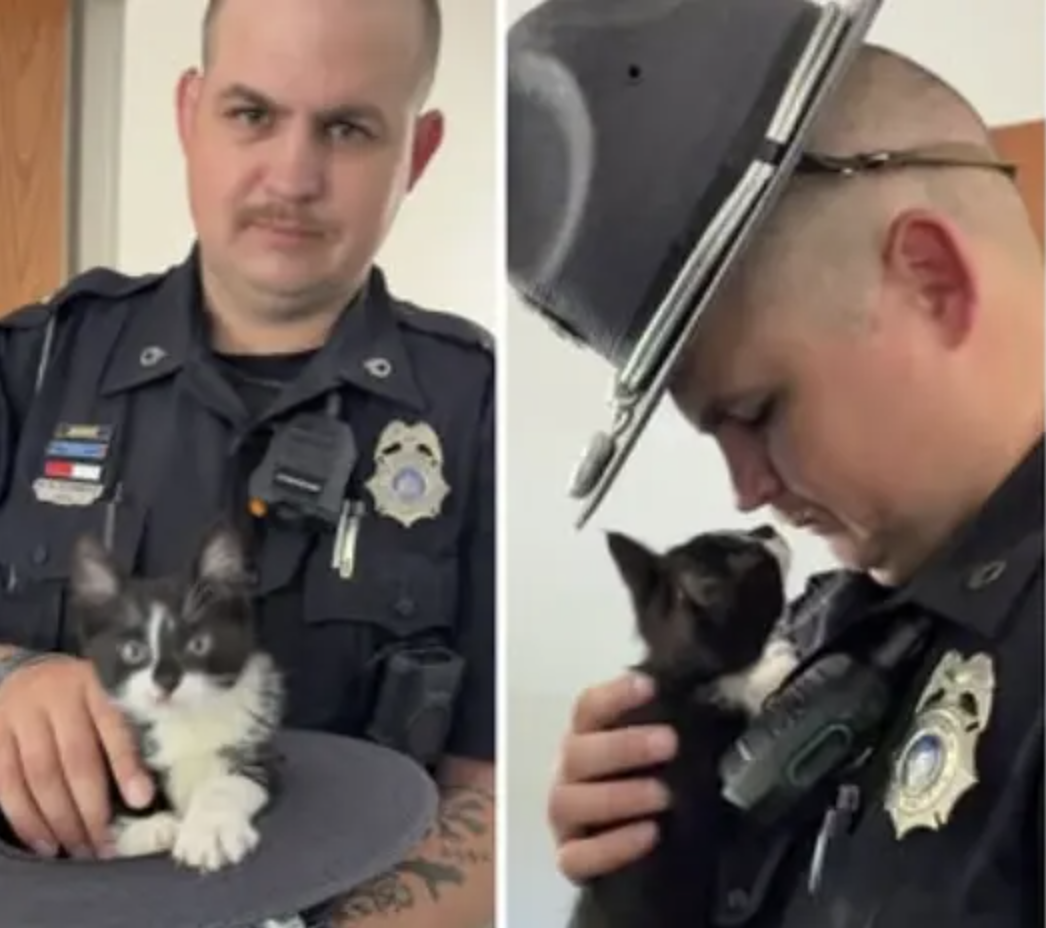 Gato abandonado em rodovia ganha novo lar após ser resgatado por policial