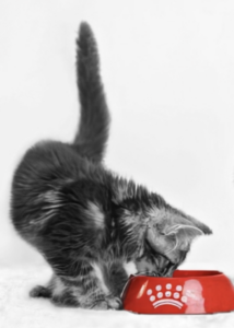 gatos Royal