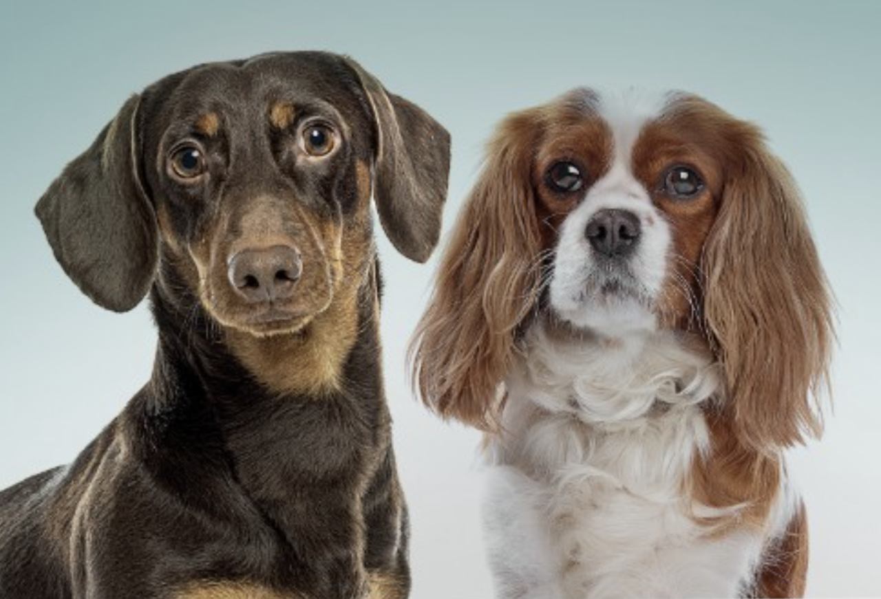 Cardiologia veterinária ganha novo aliado para o tratamento da insuficiência cardíaca congestiva em cães
